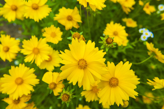 黃花素材