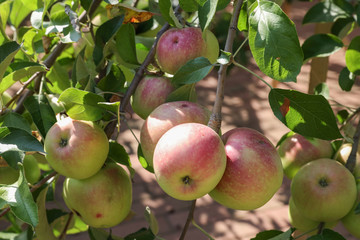 蘋果 蘋果樹 Apple