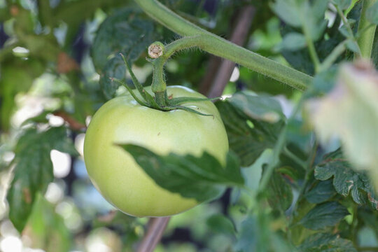 西紅柿 番茄 Tomato