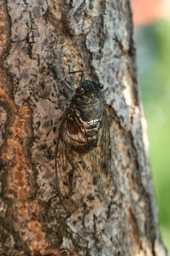 樹上的蟬 知了 Cicada