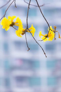 黃花風(fēng)鈴木