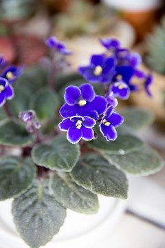 盆栽小花