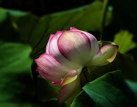 荷花