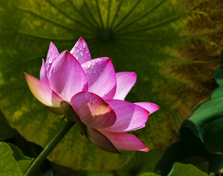 荷花