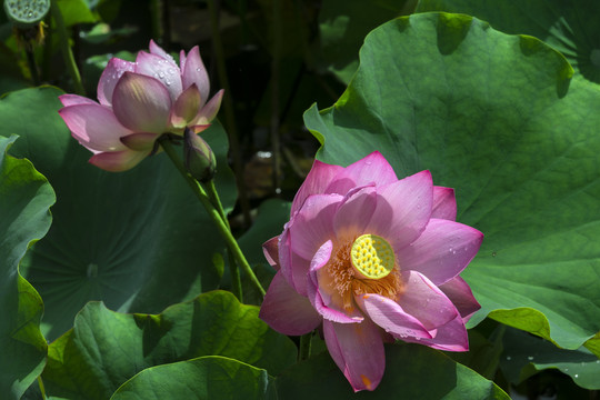 荷花