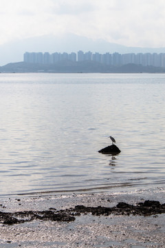 城市的海和鳥