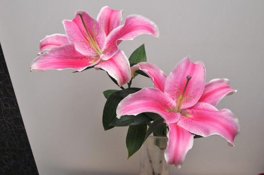 百合花素材