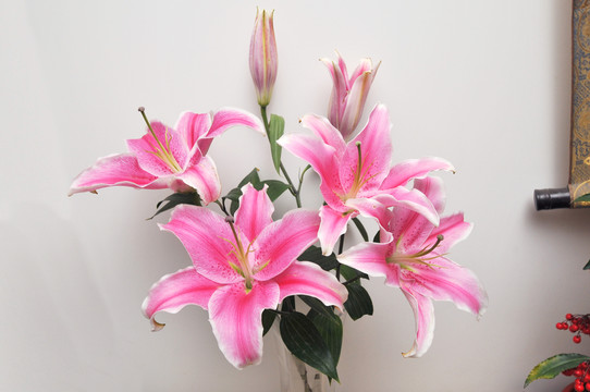 百合花素材