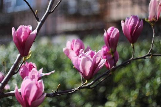 玉蘭花