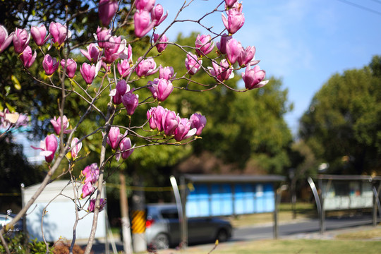玉蘭花