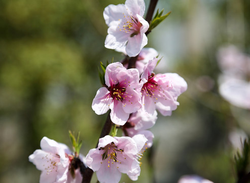 桃花