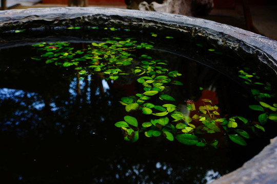 水葫蘆