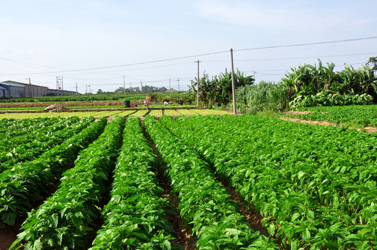 農(nóng)田 芝麻地