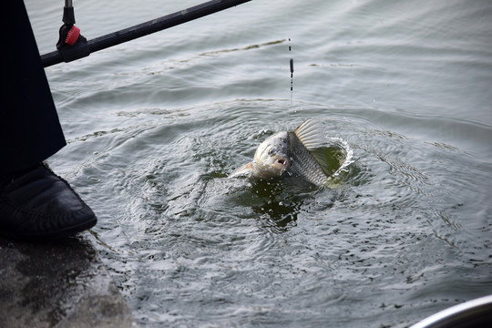 垂釣 釣魚 野生魚類 鯽魚