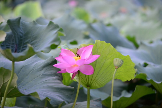 荷花