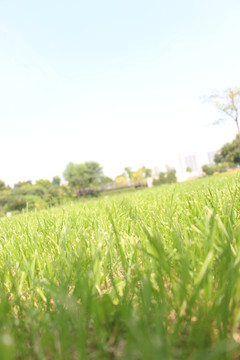 草地