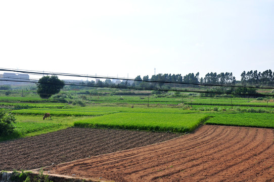 農(nóng)田