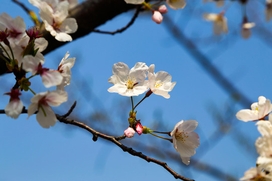 櫻花