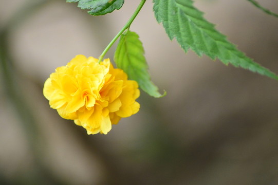 黃色小花