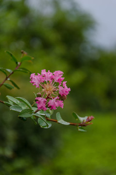 紫薇花