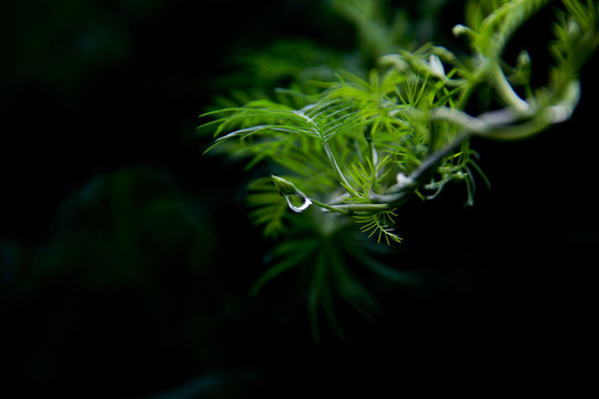 清新雨后水滴綠色藤蔓植物