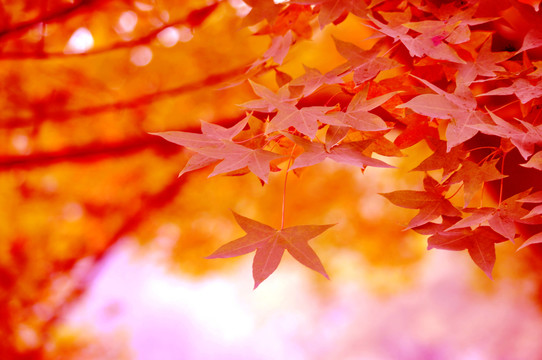 唯美紅葉攝影