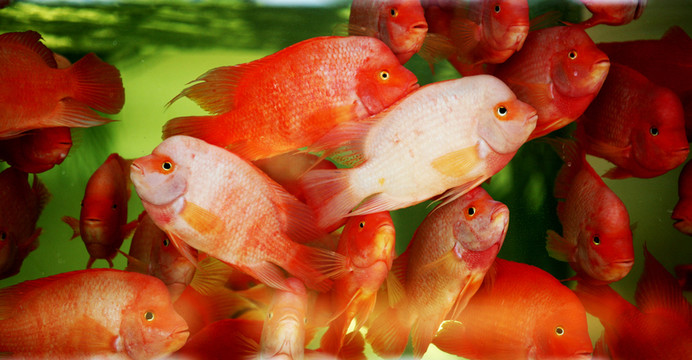 鸚鵡魚 觀賞魚 金魚