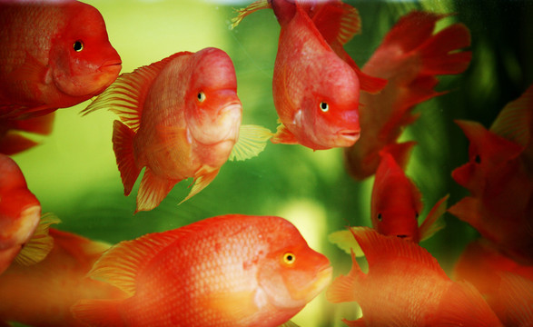 鸚鵡魚(yú) 觀賞魚(yú) 金魚(yú)