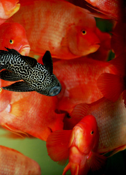 鸚鵡魚 觀賞魚 金魚