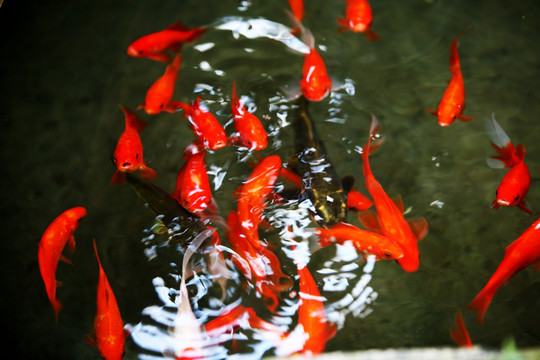 觀賞魚 金魚