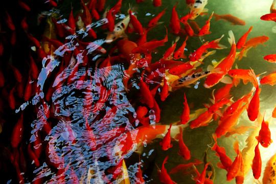 觀賞魚(yú) 金魚(yú) 錦鯉