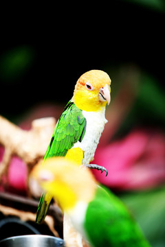 鸚鵡 鳥類 小鳥