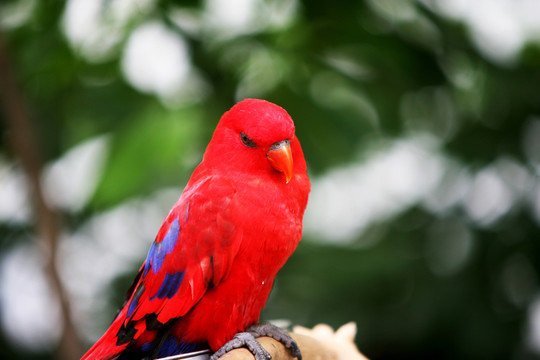 鸚鵡 鳥(niǎo) 鳥(niǎo)類 小鳥(niǎo)