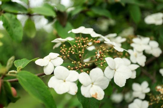 瓊花