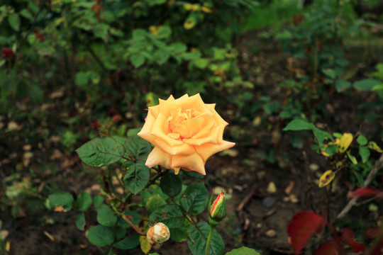 月季花