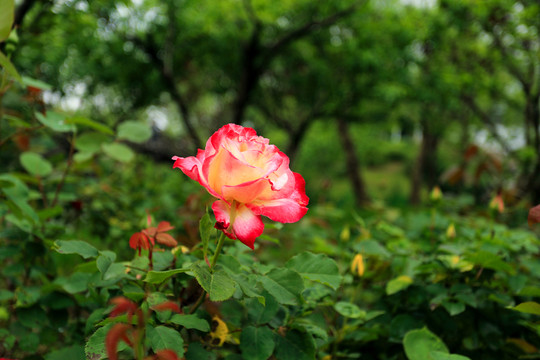 月季花