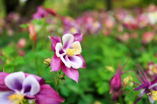 花卉