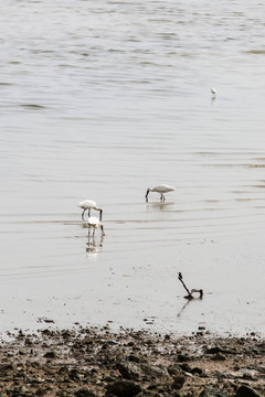 深圳灣水鳥