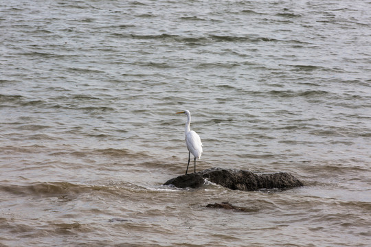 海鳥白鷺