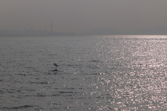 深圳灣海鳥