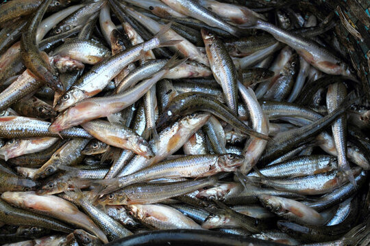 小魚 淡水魚