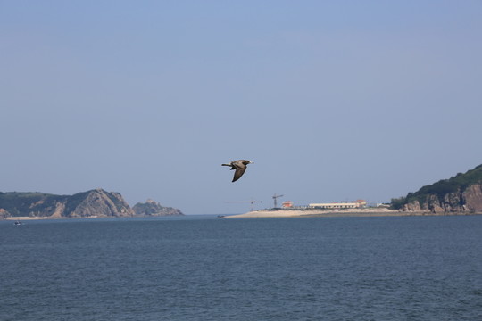 海洋 海鷗