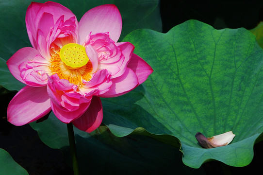荷花