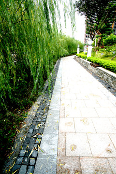 垂柳小路