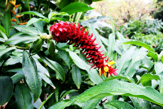 小花