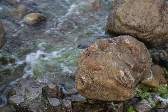 海邊的石頭 海苔