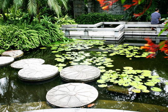 荷塘 公園 美景