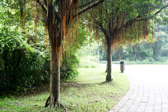 榕樹 根須 公園景區(qū)
