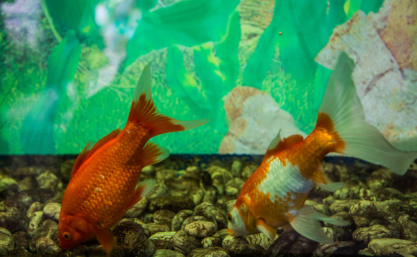 觀賞魚