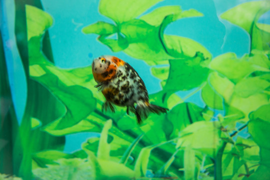觀賞魚